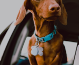 Dachshund Puppies For Sale Fairfield Furbabies